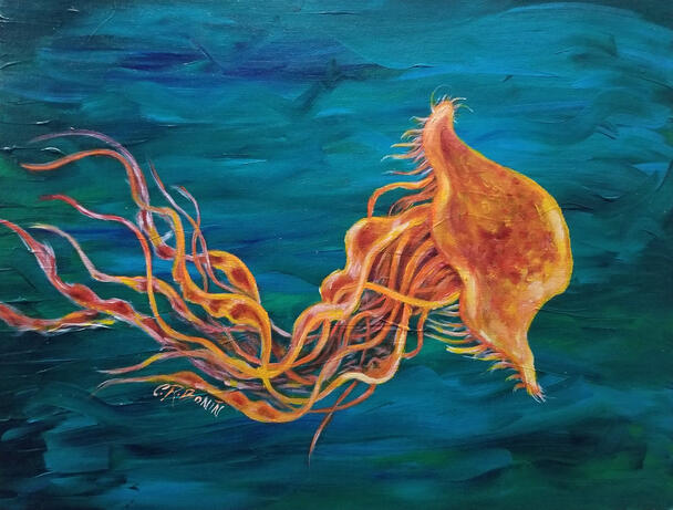 Chrysaora Fireball
